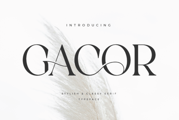 Gacor Serif: A Designer’s Honest Review for Branding